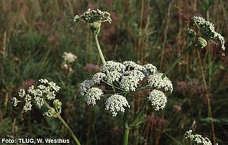 pfla_Angelica palustris2_TLUG_Westhus_k
