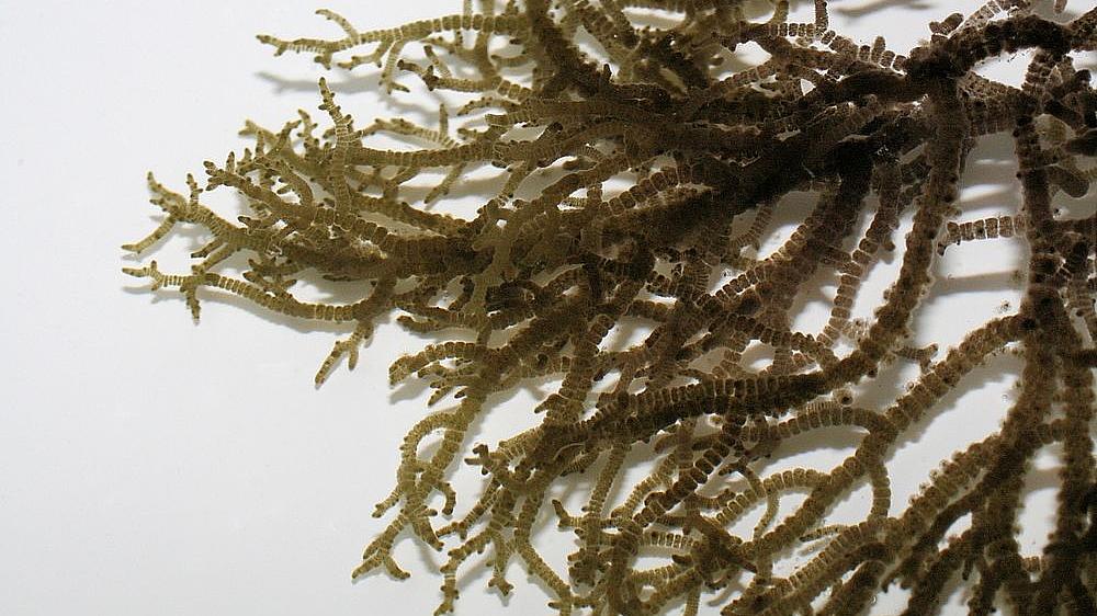 Froschlaichalge, Batrachospermum gelatinosum (Bild: H. Korsch) Froschlaichalge, Batrachospermum gelatinosum