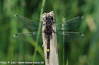 libe_Leucorrhinia_pectoralis_130_315_Leo_k