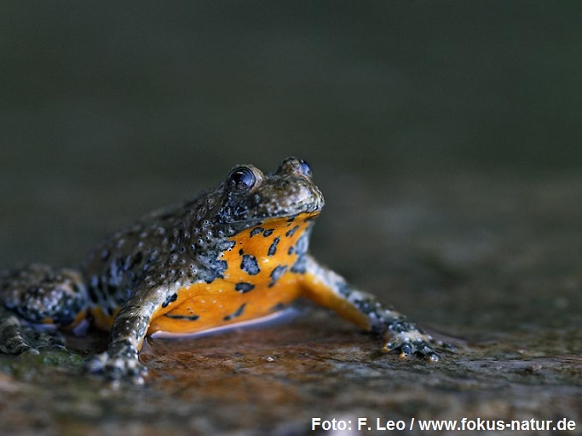 amph_Bombina_variegata_Leo_3368
