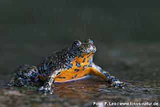 amph_Bombina_variegata_Leo_3368