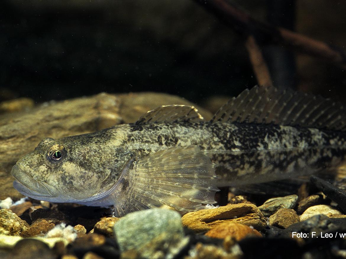 Fische / Rundmäuler