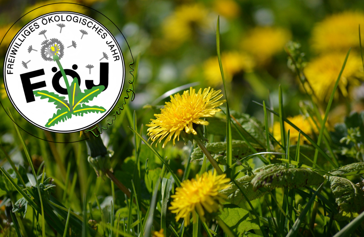 Löwenzahnwiese mit FÖJ-Logo