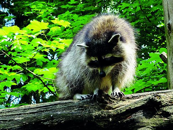 Der Waschbär (Procyon lotor) ist in Thüringen weit verbreitet und steht auf der Unionsliste. Als geschickter und äußerst anpassungsfähiger Jäger kann er sich u. a. auf lokale Bestände bedrohter Amphibien- und Vogelarten negativ auswirken. (Aufn. W. Westhus)