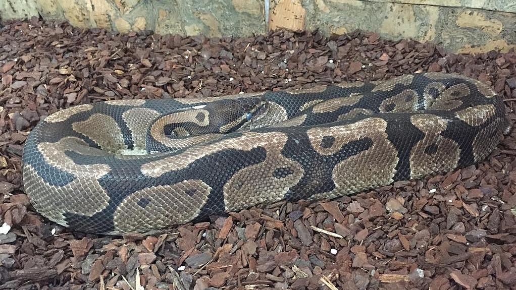 Python in der Auffangstation der Staatlichen Vogelschutzwarte Seebach (Bild: TLUBN) Python in der Auffangstation der Staatlichen Vogelschutzwarte Seebach