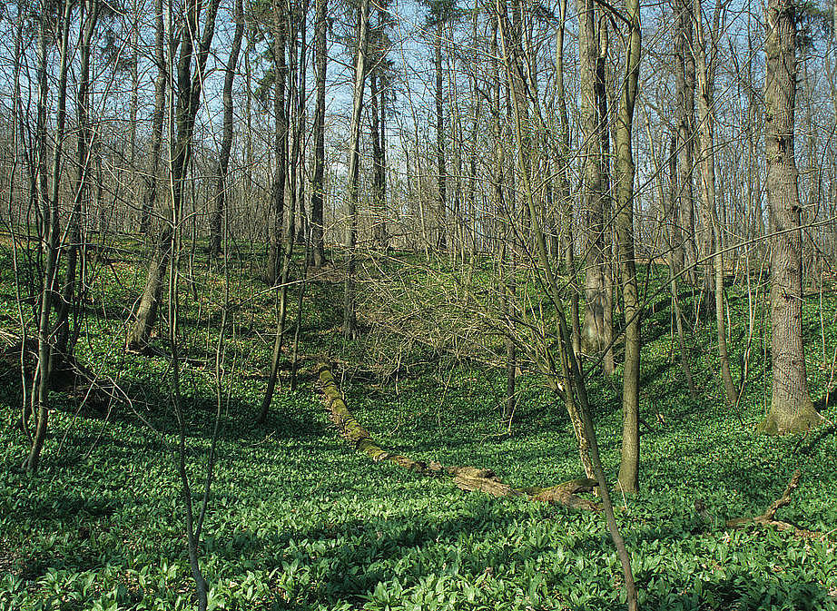 NSG 49, forstnutzungsfreier Laubmischwald aus Eiche, Buche und Edellaubholz westlich des großen Erdfalls im Nordosten des NSG „Rautenschlag“ (kreisfreie Stadt Weimar, gleichzeitig Naturwaldparzelle „Raufenschlag“). (Foto: Holm Wenzel, 09.04.2004)