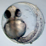 Vollentwickeltes Fischembryo. Lichtmikroskopische Aufnahme eines vollentwickelten Fischembryos.