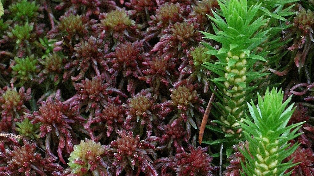 Hain-Torfmoos Sphagnum capillifolium (Bild: H. Korsch) Alle Torfmoose der Gattung Sphagnum gehören zu den besonders geschützten Arten. Im Bild ist das oft rotbraun gefärbte Hain-Torfmoos S. capillifolium zu sehen