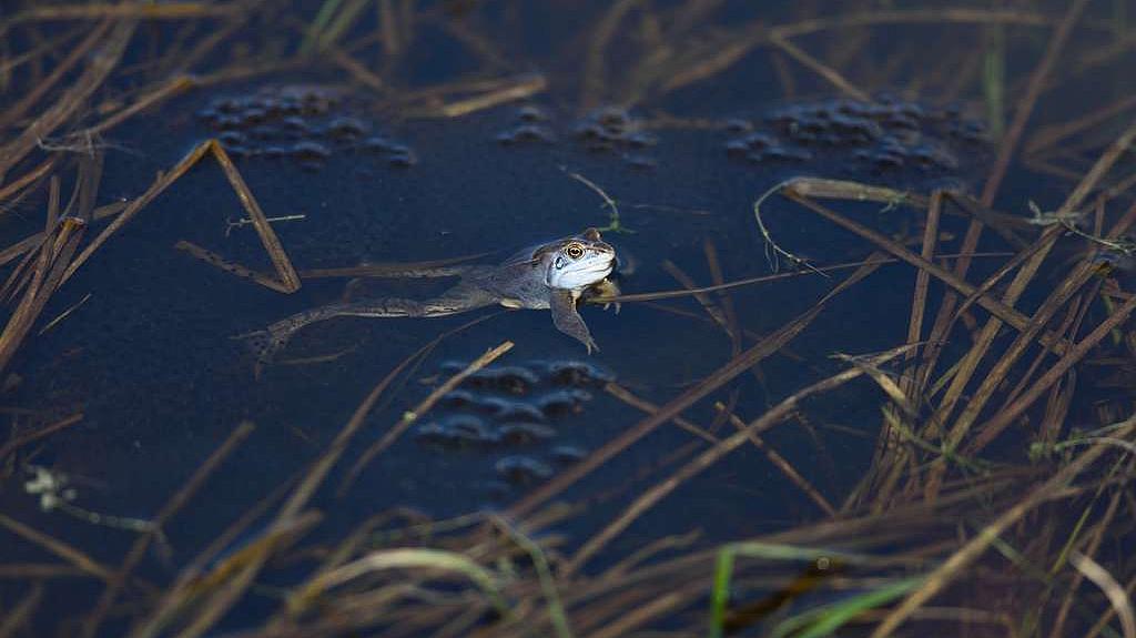 Moorfrosch Pennewitzer Teiche (Bild: H.-J. Hahn) Moorfrosch Pennewitzer Teiche