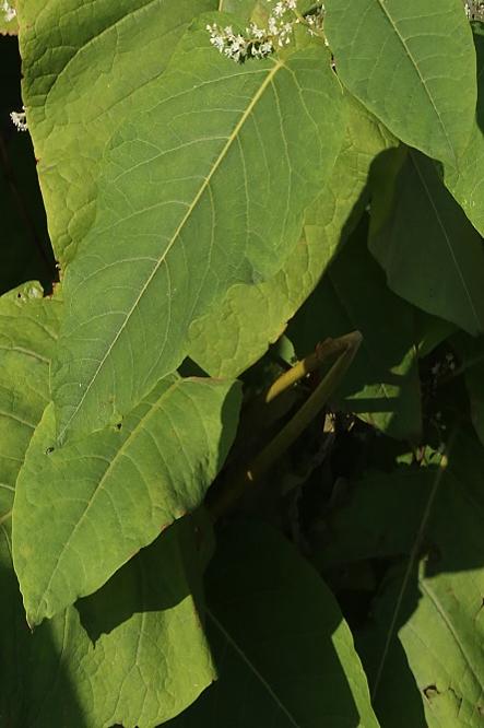Fallopia sachalinensis_TH_Großobringen_20160920