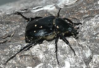 käfe_Gnorimus_variabilis_Gebert_k