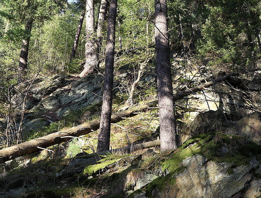 NSG 170, Felsbildungen der Phycodenschiefer im Fichten-Kiefern-Mischwald mit Schutzwaldcharakter in der Mitte des zerklüfteten Prallhanges zur Saale im NSG „Alpensteig“ nördlich Harra (Saale-Orla-Kreis). (Foto: Holm Wenzel, 29.09.2011)