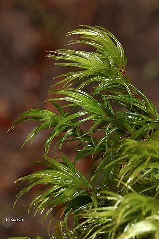 Grünes Besenmoos (Dicranum viride) (Aufn. H. Korsch)