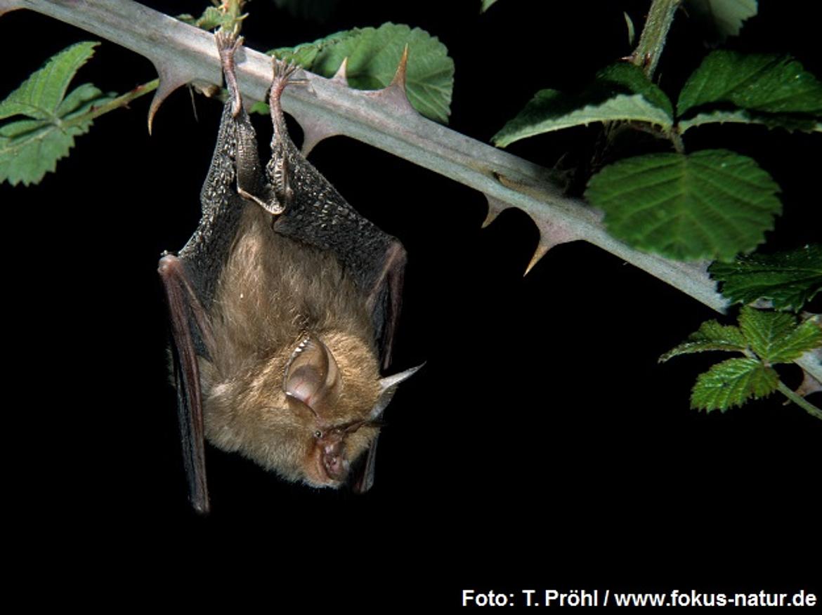 fled_Rhinolopus_hipposideros_147_p1900_Proehl_k